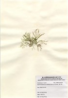 藏品(藍子藻)的圖片